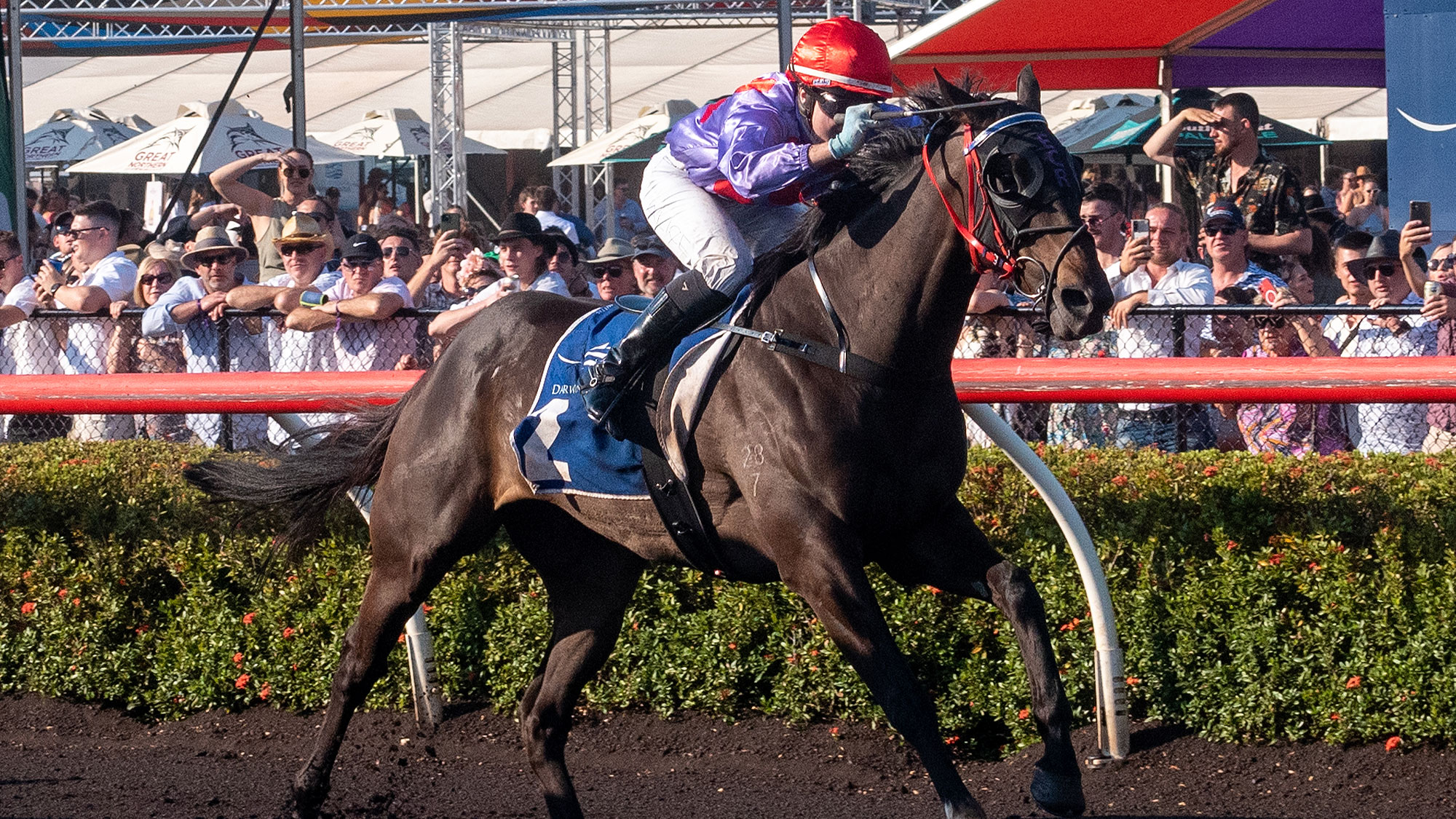 Darwin Cup City to Wild - NT Now