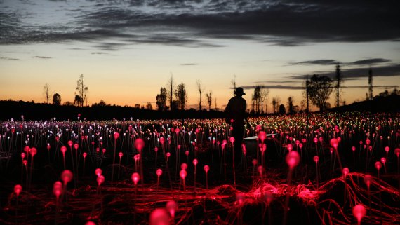 Field of Light & Uluru Sunrise - NT Now Field of Light & Uluru Sunrise - NT Now