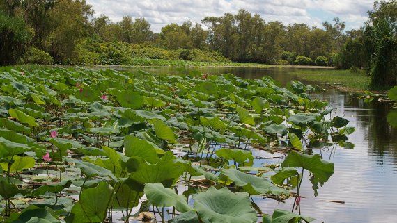 Top End Wetland Wonders - NT Now Top End Wetland Wonders - NT Now